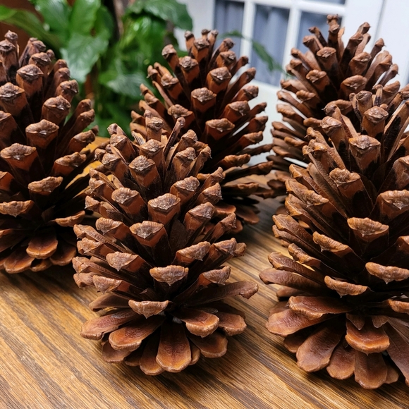 Pine Cones - Picture 2 of 3